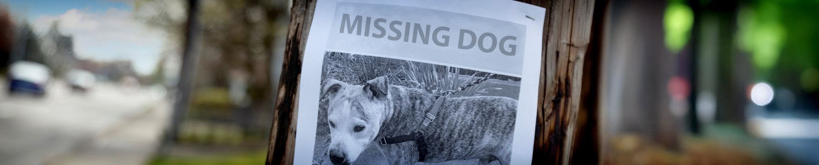 Lost & Found Pets