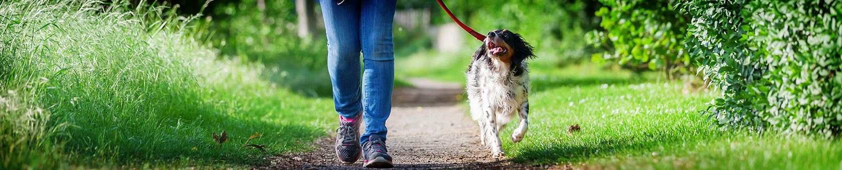 Dog Walking Programs