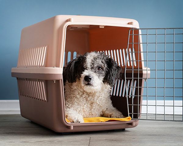 Dog Crate