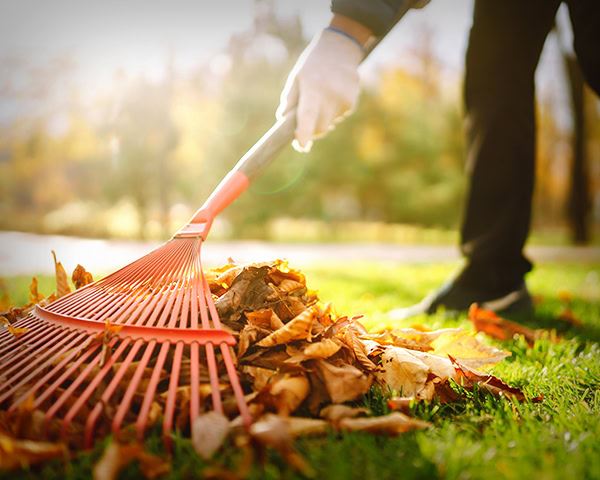 Raking up fall leaves