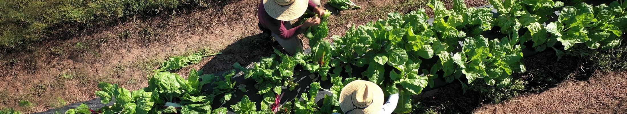 Agricultural Workers